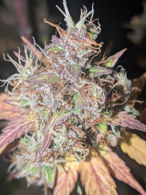 Dark Lemonade 🍋 Auto. Week 12