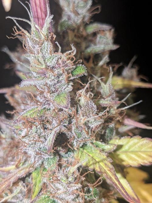 Dark Lemonade 🍋 Auto. Week 12