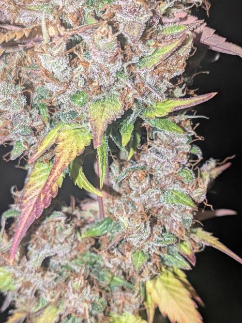 Dark Lemonade 🍋 Auto. Week 12