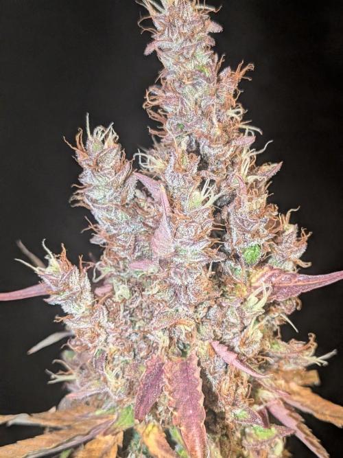 Dark Lemonade 🍋 Auto. Week 12