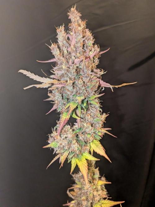 Dark Lemonade 🍋 Auto. Week 12