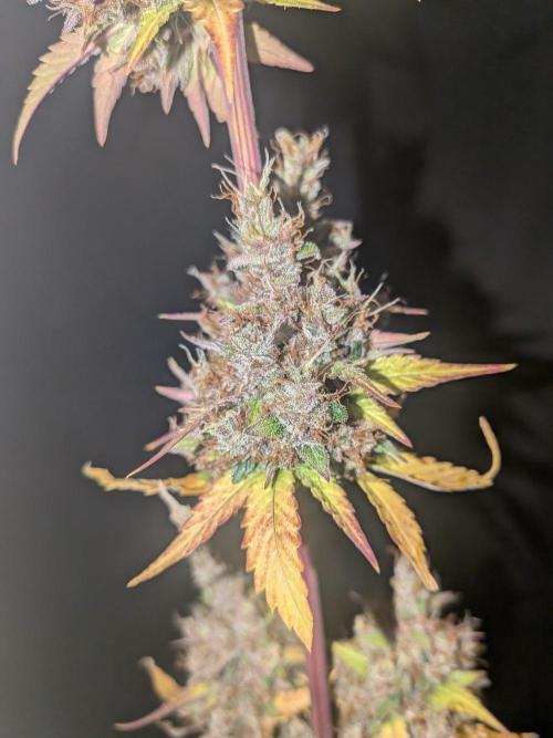 Dark Lemonade 🍋 Auto. Week 12