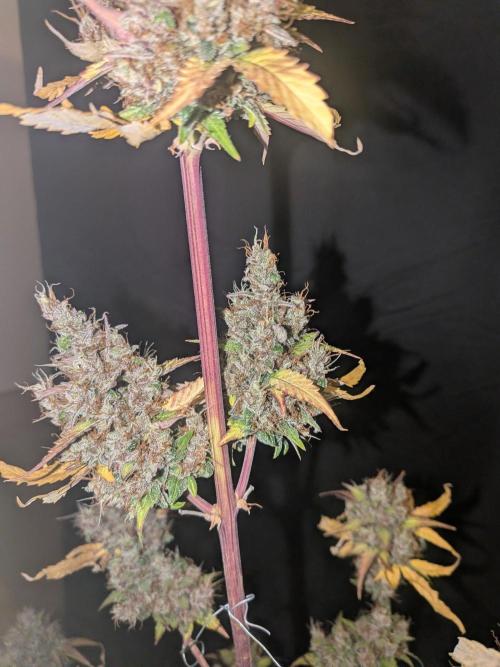 Dark Lemonade 🍋 Auto. Week 12