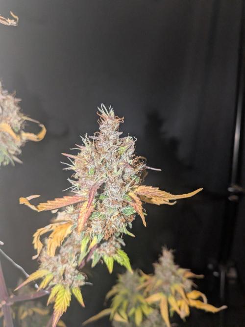 Dark Lemonade 🍋 Auto. Week 12