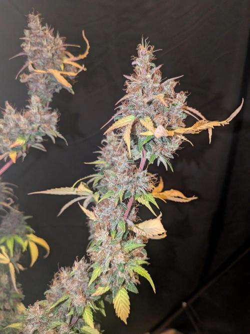 Dark Lemonade 🍋 Auto. Week 12