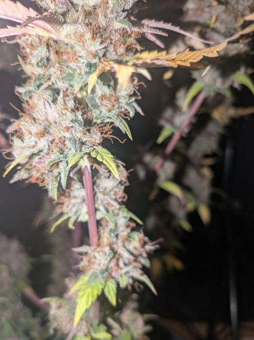 Dark Lemonade 🍋 Auto. Week 12