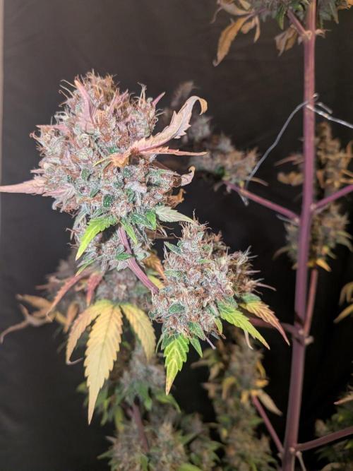 Dark Lemonade 🍋 Auto. Week 12