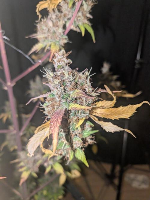 Dark Lemonade 🍋 Auto. Week 12