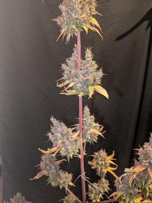 Dark Lemonade 🍋 Auto. Week 12