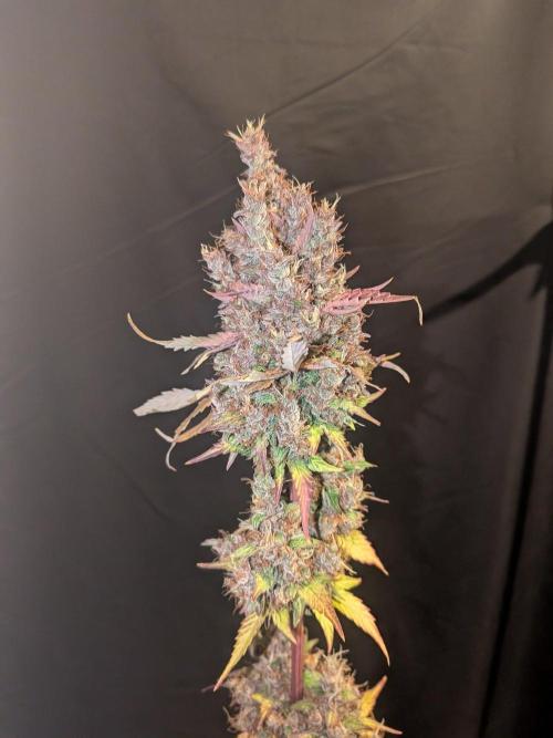 Dark Lemonade 🍋 Auto. Week 12
