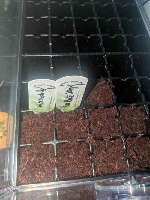 White Gushers Cake 🎂  Frost Hunt 2026. Week 0
