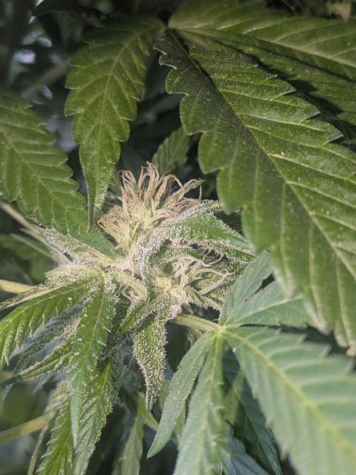 Khalifa Kush | outdoor 2026. Week 30