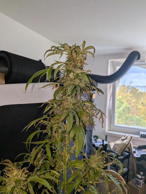 RS11(B) | GanjaFarmer. Week 31