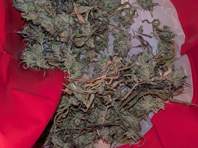 RS11(C) | GanjaFarmer. Week 31