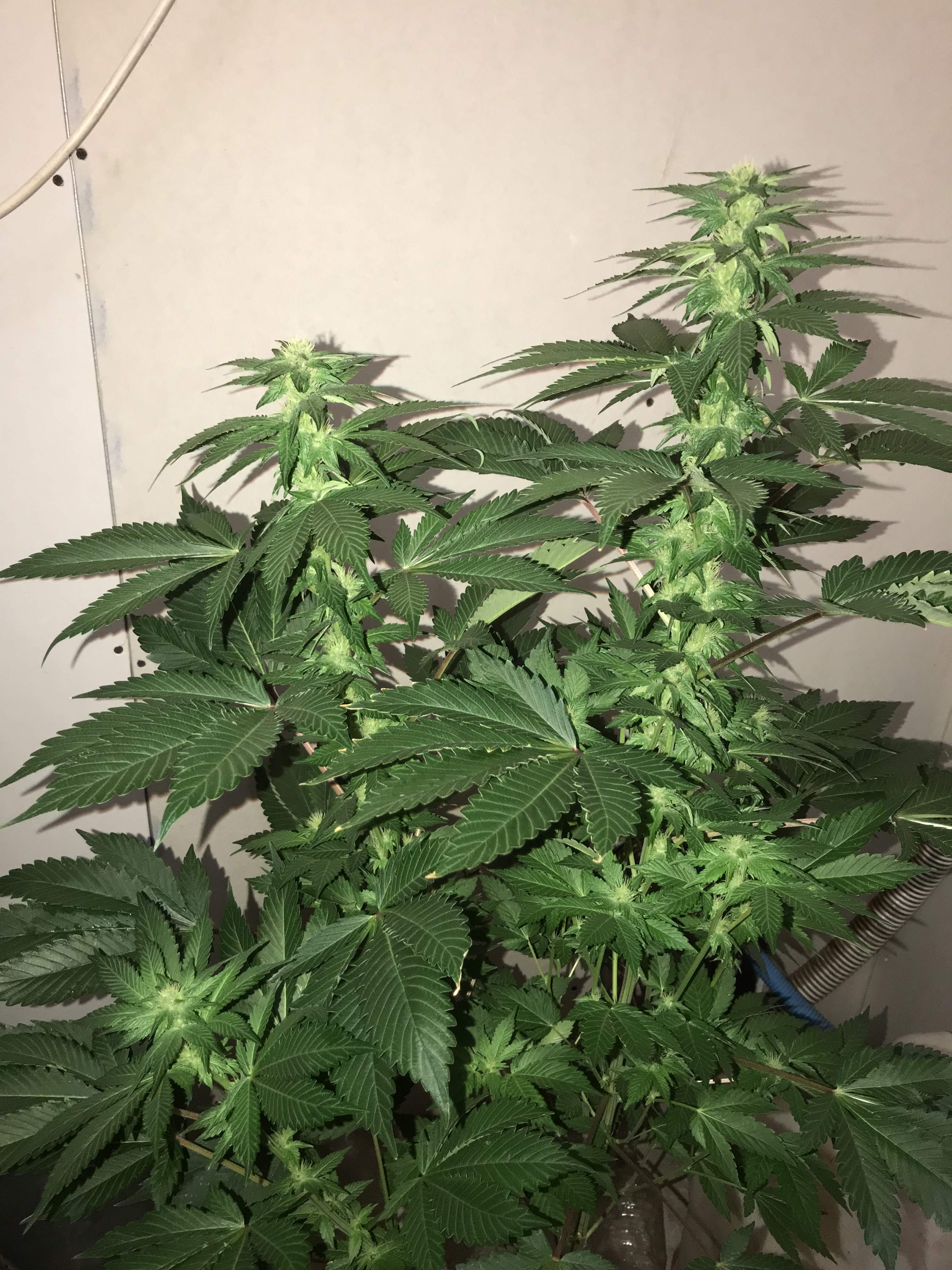 Dr. Underground Melon Gum, Watermelon x Zkittlez, Cannabiogen Seeds
