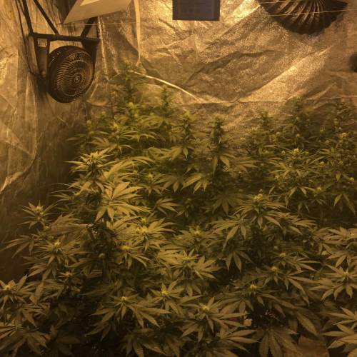 Multi-Strains : Mimosa evo - Mandarin co. Week 3