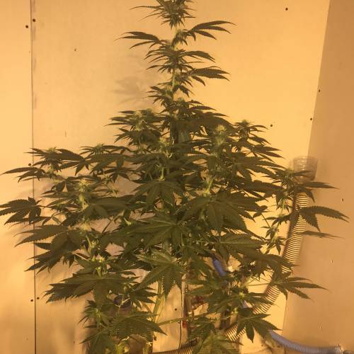 Multi-Strains : Mimosa evo - Mandarin co. Week 3 - French macaron 