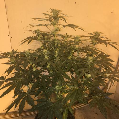 Multi-Strains : Mimosa evo - Mandarin co. Week 3 - Mimosa evo