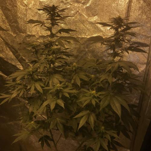 Multi-Strains : Mimosa evo - Mandarin co. Week 3 - French macaron 