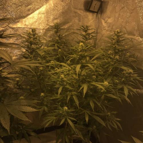 Multi-Strains : Mimosa evo - Mandarin co. Week 3 - Crystal candy 