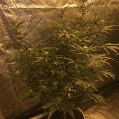 Multi-Strains : Mimosa evo - Mandarin co. Week 3 - BCN Critical XXL