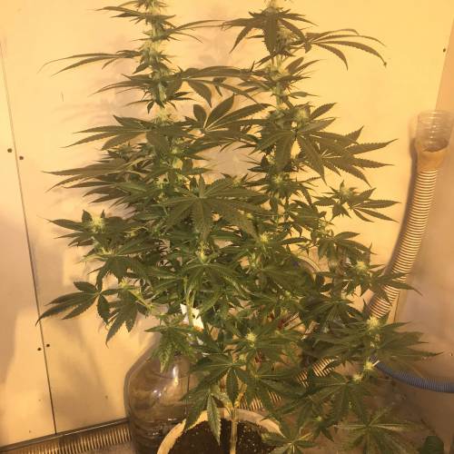 Multi-Strains : Mimosa evo - Mandarin co. Week 3 - Mandarin Cookies 