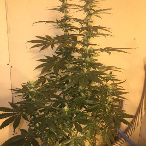 Multi-Strains : Mimosa evo - Mandarin co. Week 3 - Mandarin Cookies 