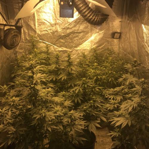 Multi-Strains : Mimosa evo - Mandarin co. Week 3 - All room at bloom 20 Days 