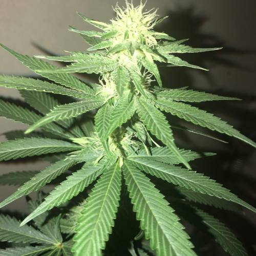 Multi-Strains : Mimosa evo - Mandarin co. Week 3 - Mandarin Cookies 