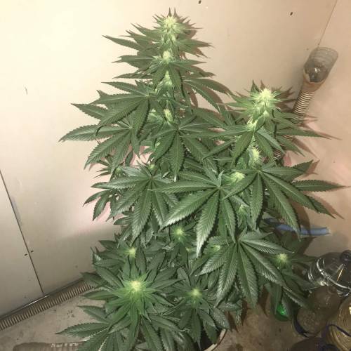 Multi-Strains : Mimosa evo - Mandarin co. Week 3 - Mandarin Cookies 