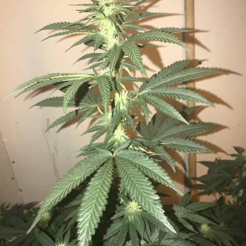 Multi-Strains : Mimosa evo - Mandarin co. Week 3 - Mandarin Cookies 