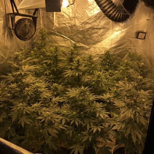 Multi-Strains : Mimosa evo - Mandarin co. Week 4 - Floraison 21 jours