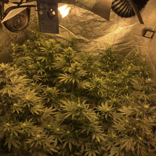 Multi-Strains : Mimosa evo - Mandarin co. Week 4 - Bloom 21 days 