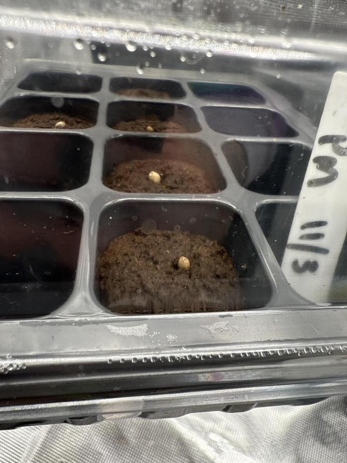 Girls love big tents. Week 0