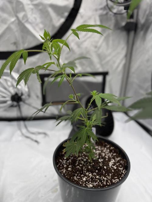 Girls love big tents. Week 1