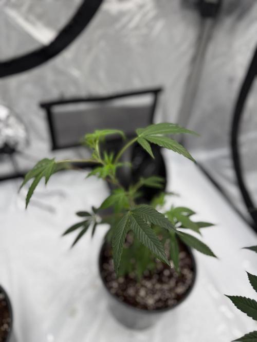 Girls love big tents. Week 1