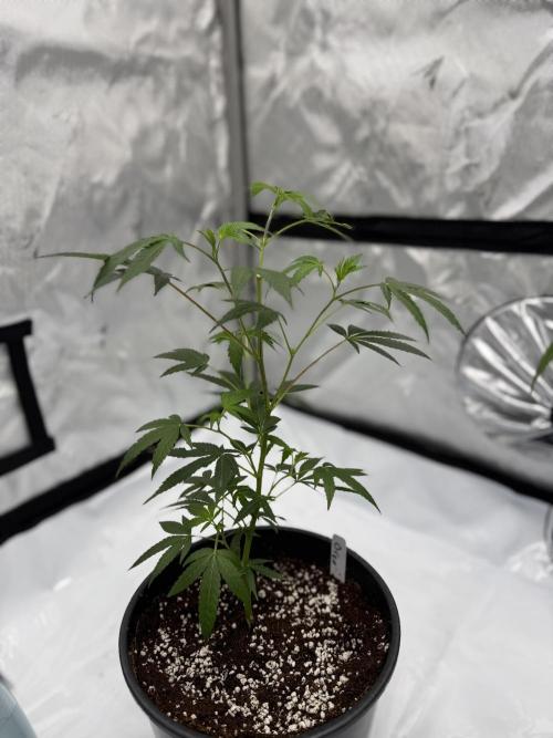 Girls love big tents. Week 1