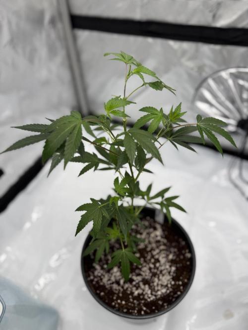 Girls love big tents. Week 1