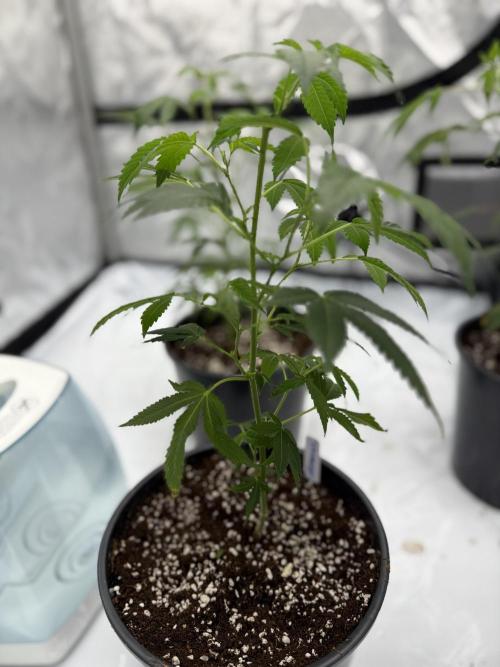 Girls love big tents. Week 1