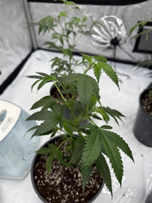 Girls love big tents. Week 1