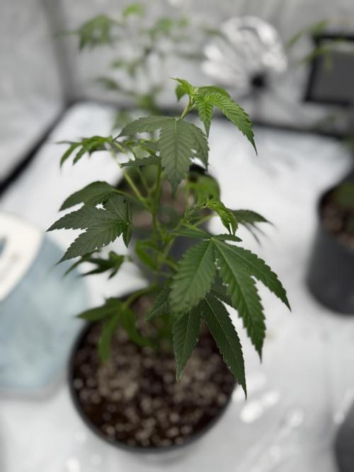 Girls love big tents. Week 1