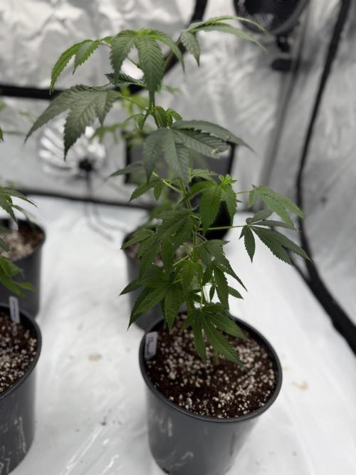 Girls love big tents. Week 1