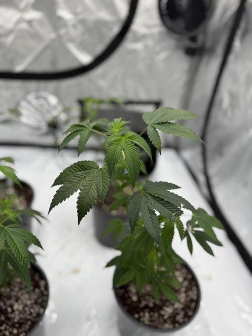 Girls love big tents. Week 1