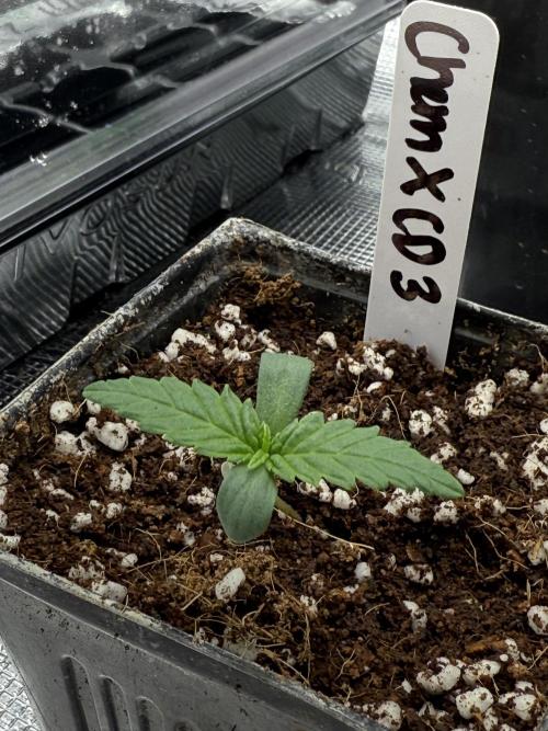 Girls love big tents. Week 2