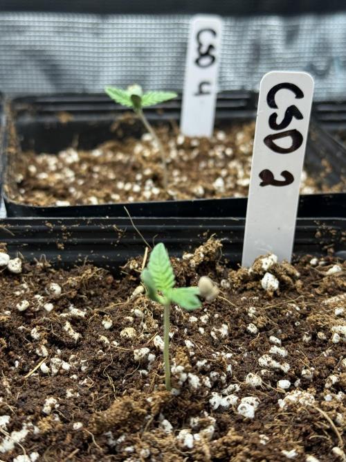 Girls love big tents. Week 2