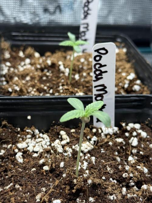 Girls love big tents. Week 2