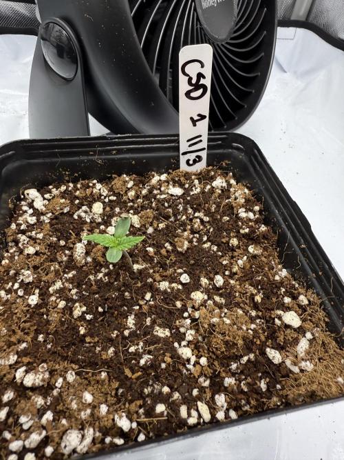 Girls love big tents. Week 2