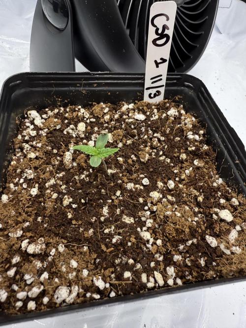 Girls love big tents. Week 2