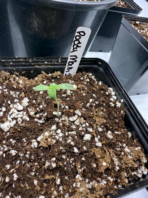 Girls love big tents. Week 2