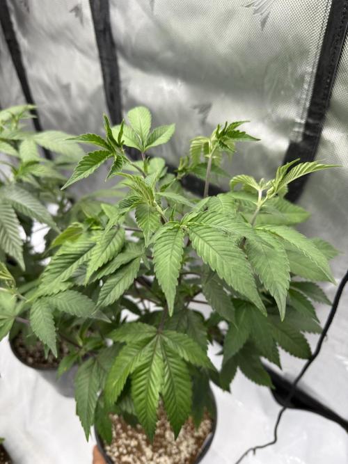 Girls love big tents. Week 3 - Illemonatti week 3 looking good. She responded well to some topping. Medium feed